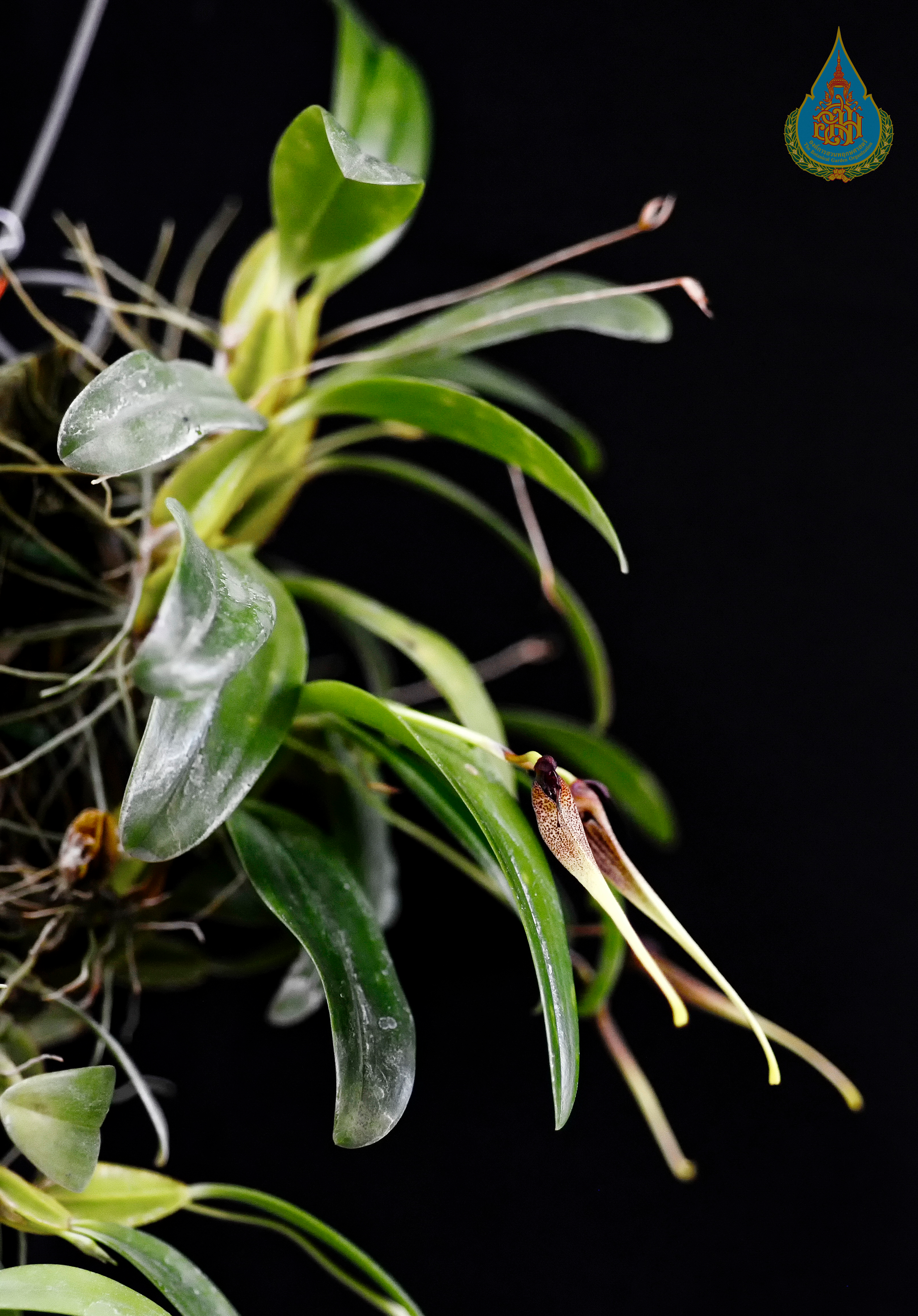 สิงโตคู่ Bulbophyllum biflorum Teijsm. & Binn.<br/>ORCHIDACEAE